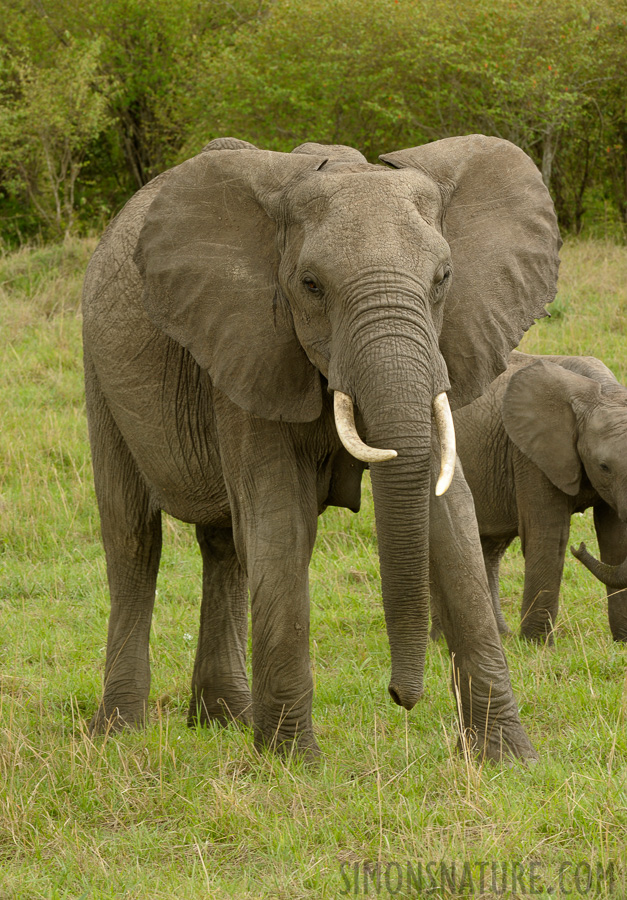 Loxodonta africana [200 mm, 1/80 Sek. bei f / 13, ISO 500]