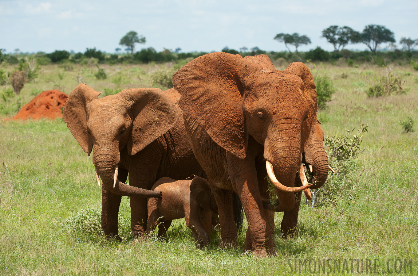 Loxodonta africana [200 mm, 1/1600 Sek. bei f / 8.0, ISO 800]