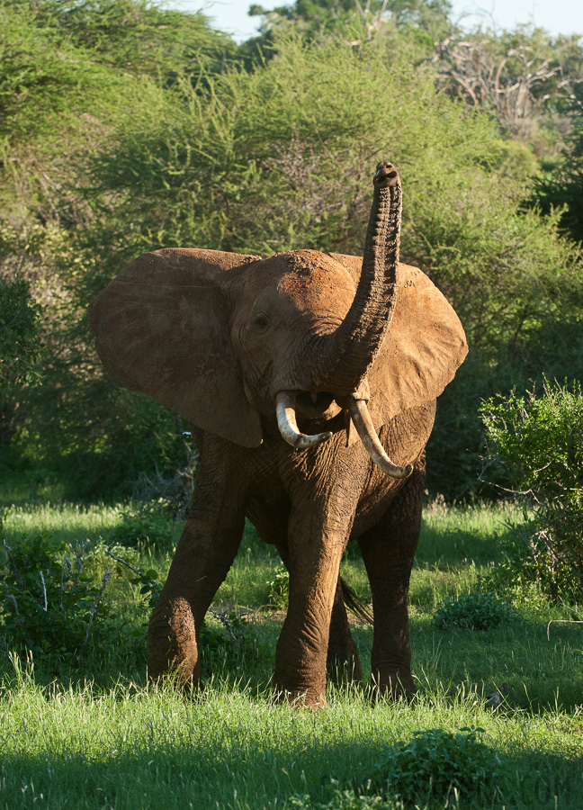 Loxodonta africana [200 mm, 1/800 sec at f / 10, ISO 1600]