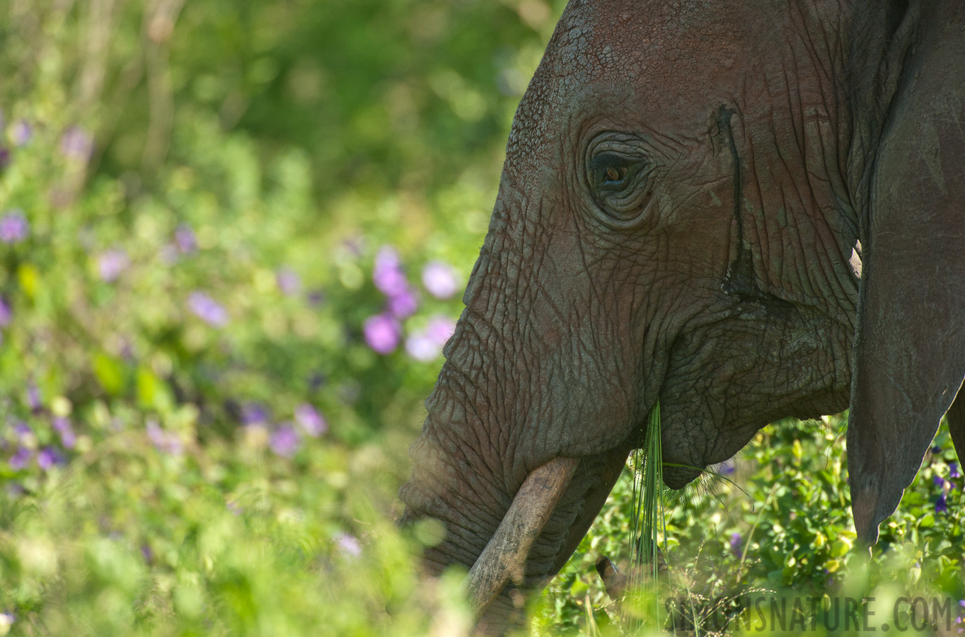 Loxodonta africana [550 mm, 1/1000 Sek. bei f / 6.3, ISO 1000]