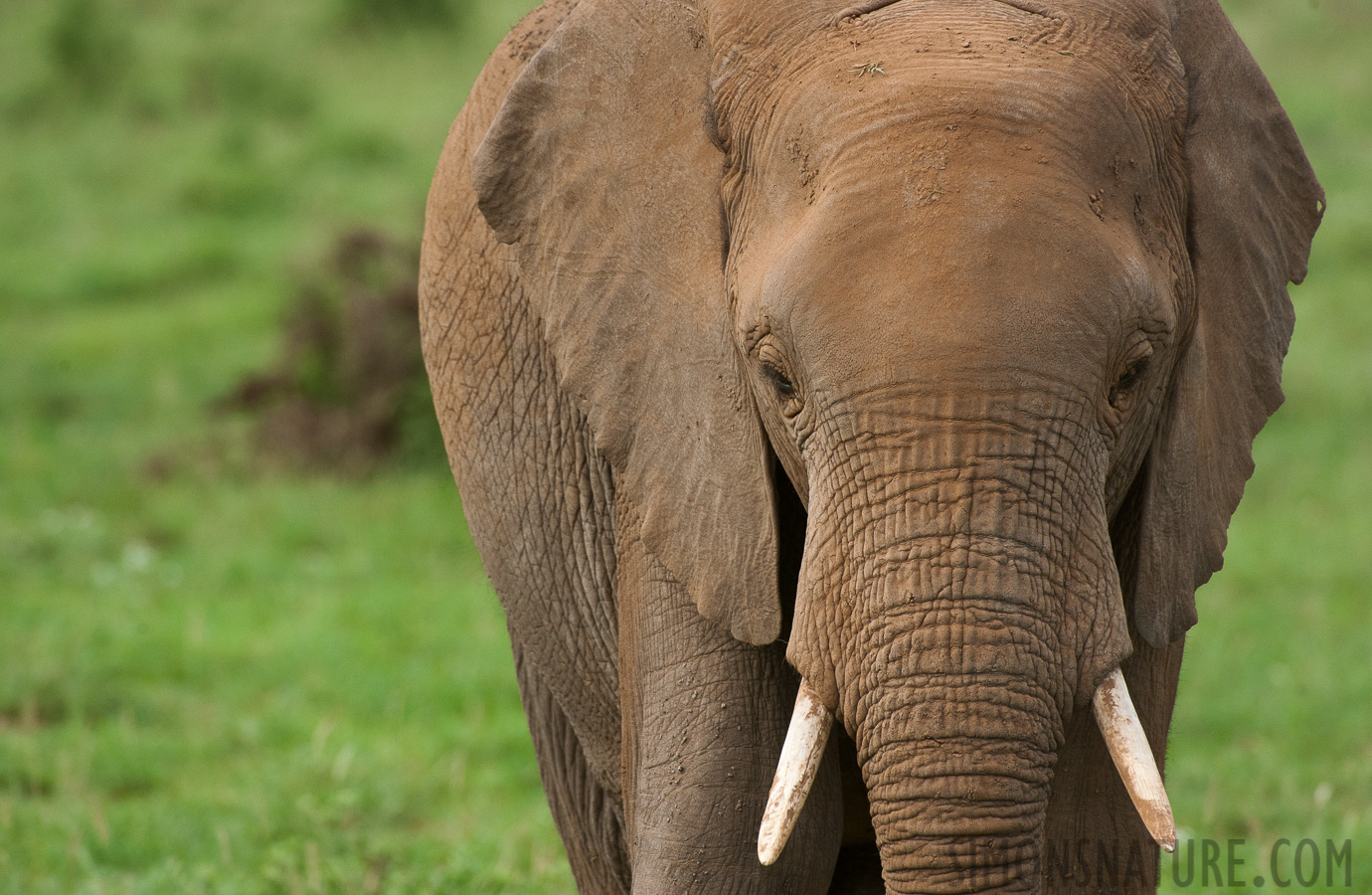 Loxodonta africana [550 mm, 1/1000 Sek. bei f / 8.0, ISO 1600]