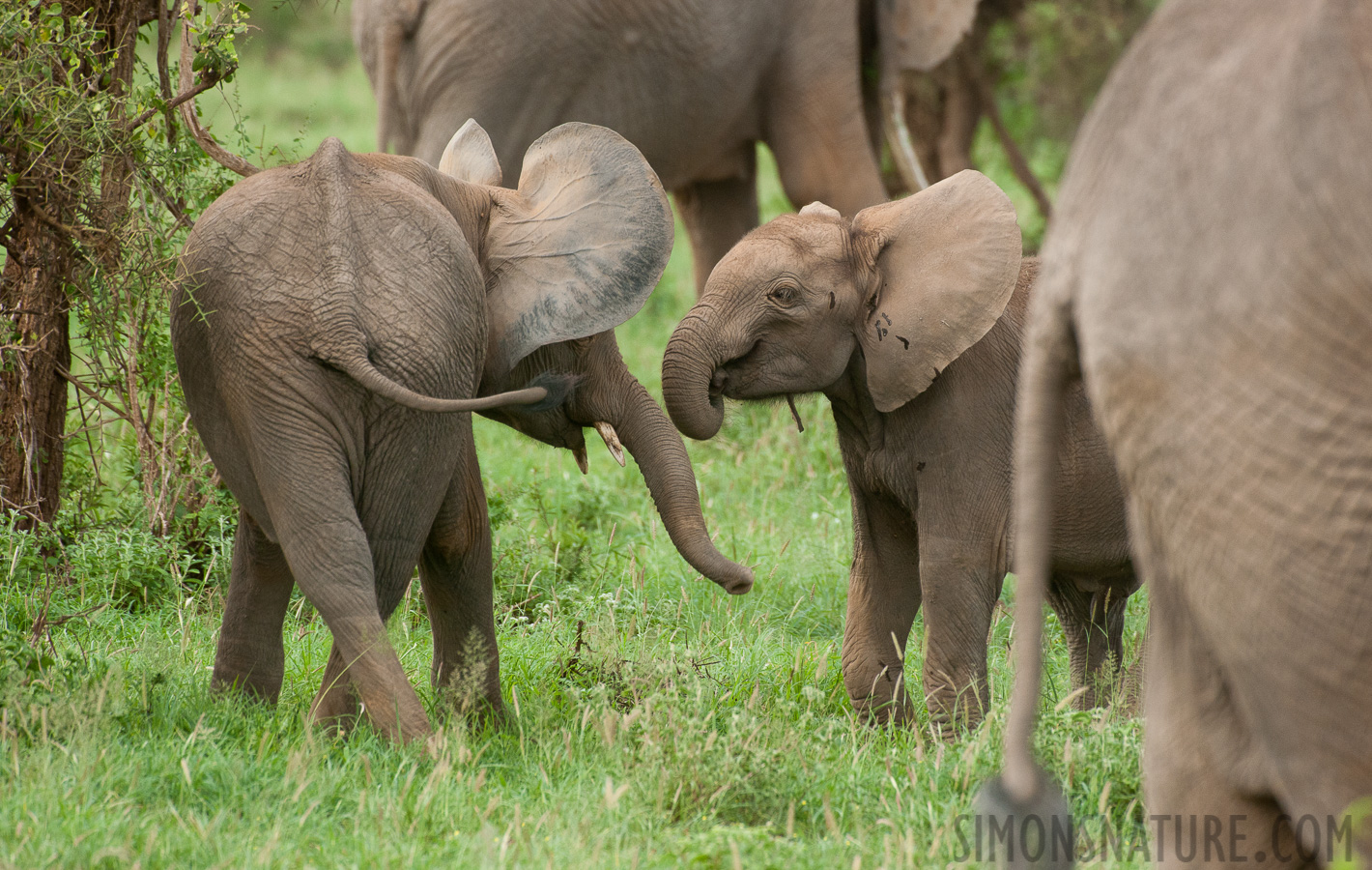 Loxodonta africana [550 mm, 1/800 sec at f / 8.0, ISO 1600]