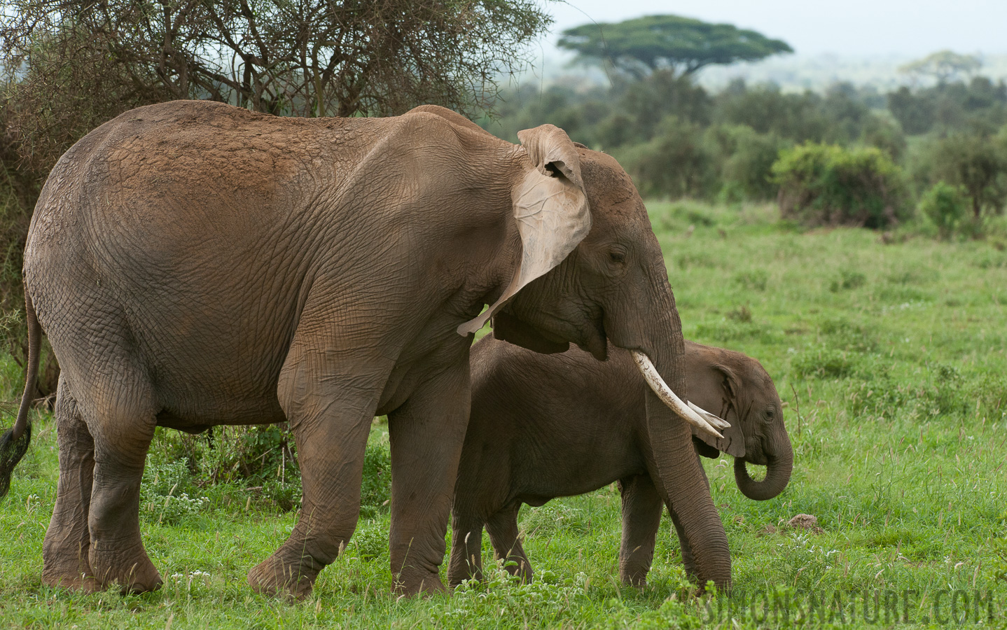 Loxodonta africana [280 mm, 1/1250 sec at f / 8.0, ISO 1600]