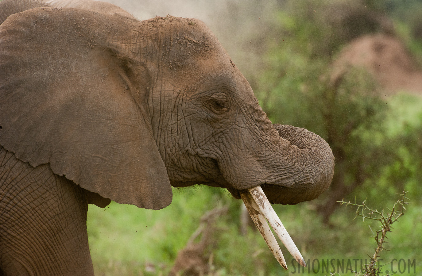 Loxodonta africana [550 mm, 1/1000 sec at f / 8.0, ISO 1600]