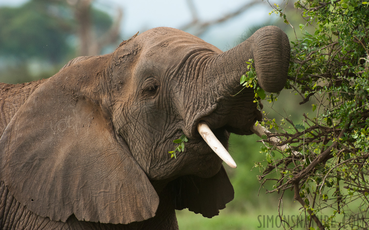 Loxodonta africana [550 mm, 1/1600 Sek. bei f / 8.0, ISO 1600]