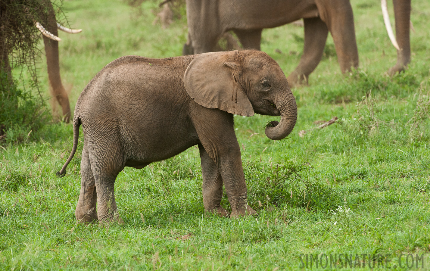 Loxodonta africana [400 mm, 1/1250 sec at f / 8.0, ISO 1600]