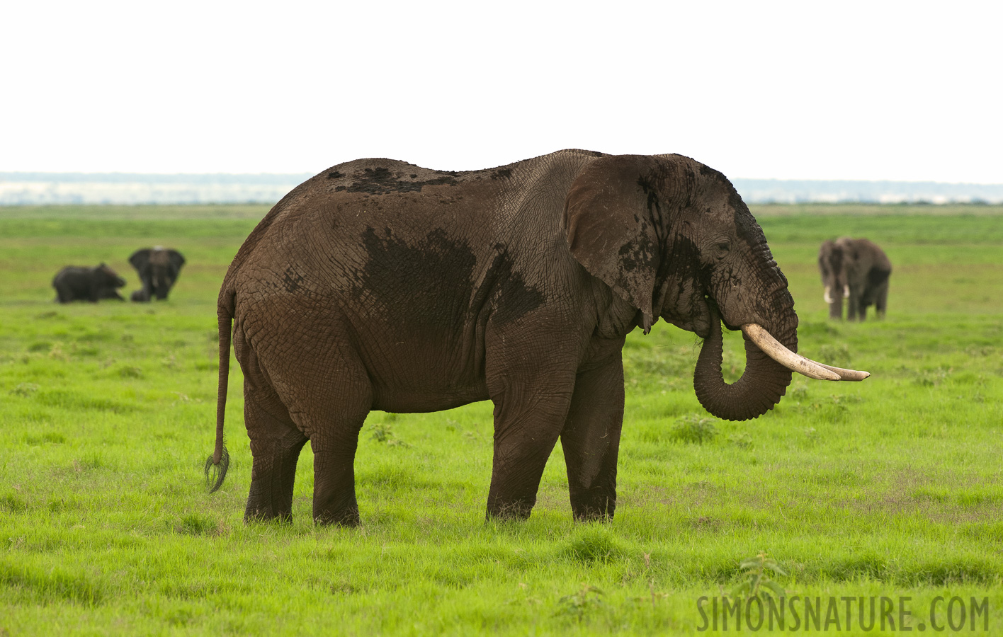 Loxodonta africana [420 mm, 1/500 Sek. bei f / 8.0, ISO 1600]