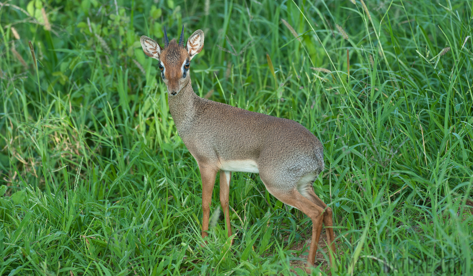 Madoqua kirkii [310 mm, 1/320 Sek. bei f / 6.3, ISO 1000]