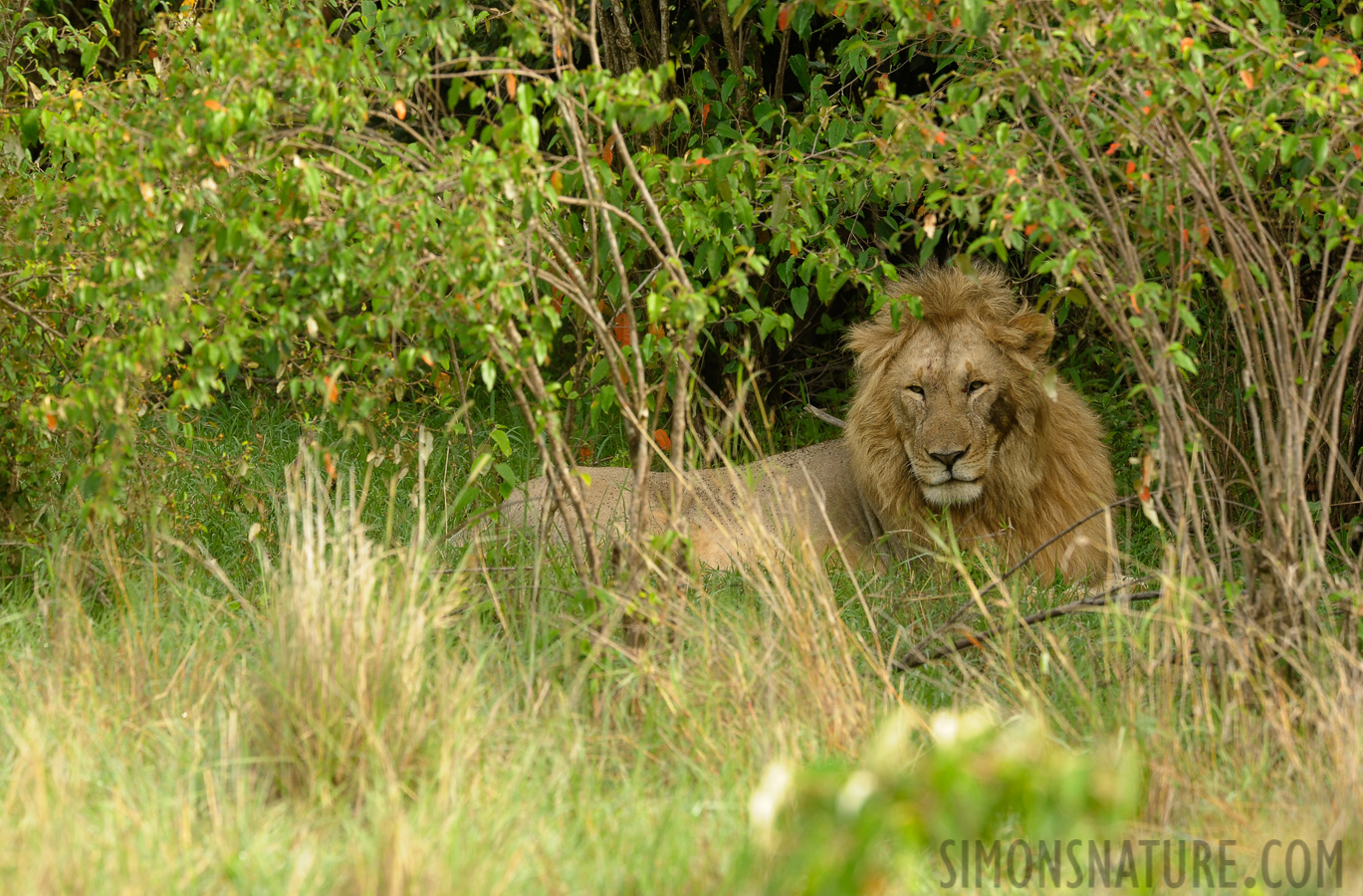 Panthera leo melanochaita [400 mm, 1/125 sec at f / 9.0, ISO 800]