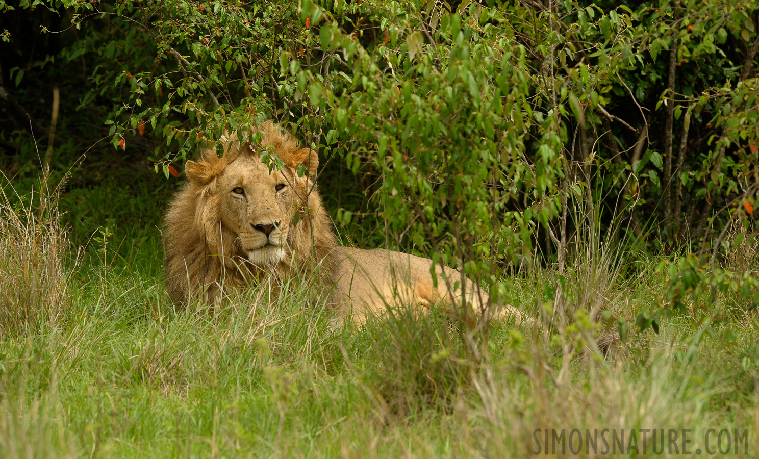 Panthera leo melanochaita [400 mm, 1/500 Sek. bei f / 8.0, ISO 500]