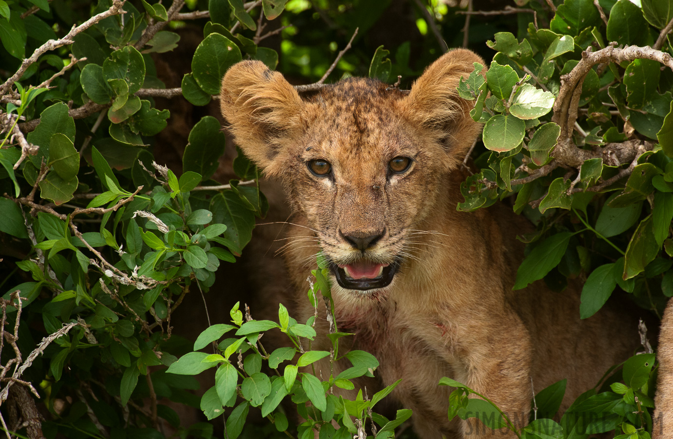 Panthera leo melanochaita [550 mm, 1/800 Sek. bei f / 8.0, ISO 1600]