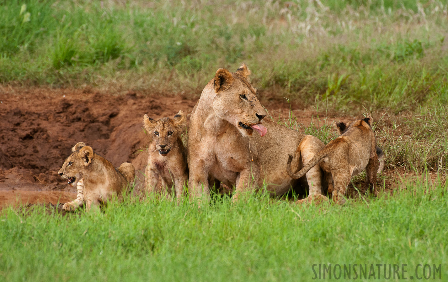 Panthera leo melanochaita [550 mm, 1/1250 sec at f / 8.0, ISO 1600]