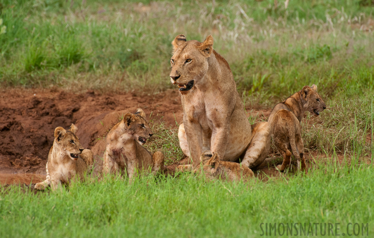 Panthera leo melanochaita [550 mm, 1/1250 Sek. bei f / 8.0, ISO 1600]