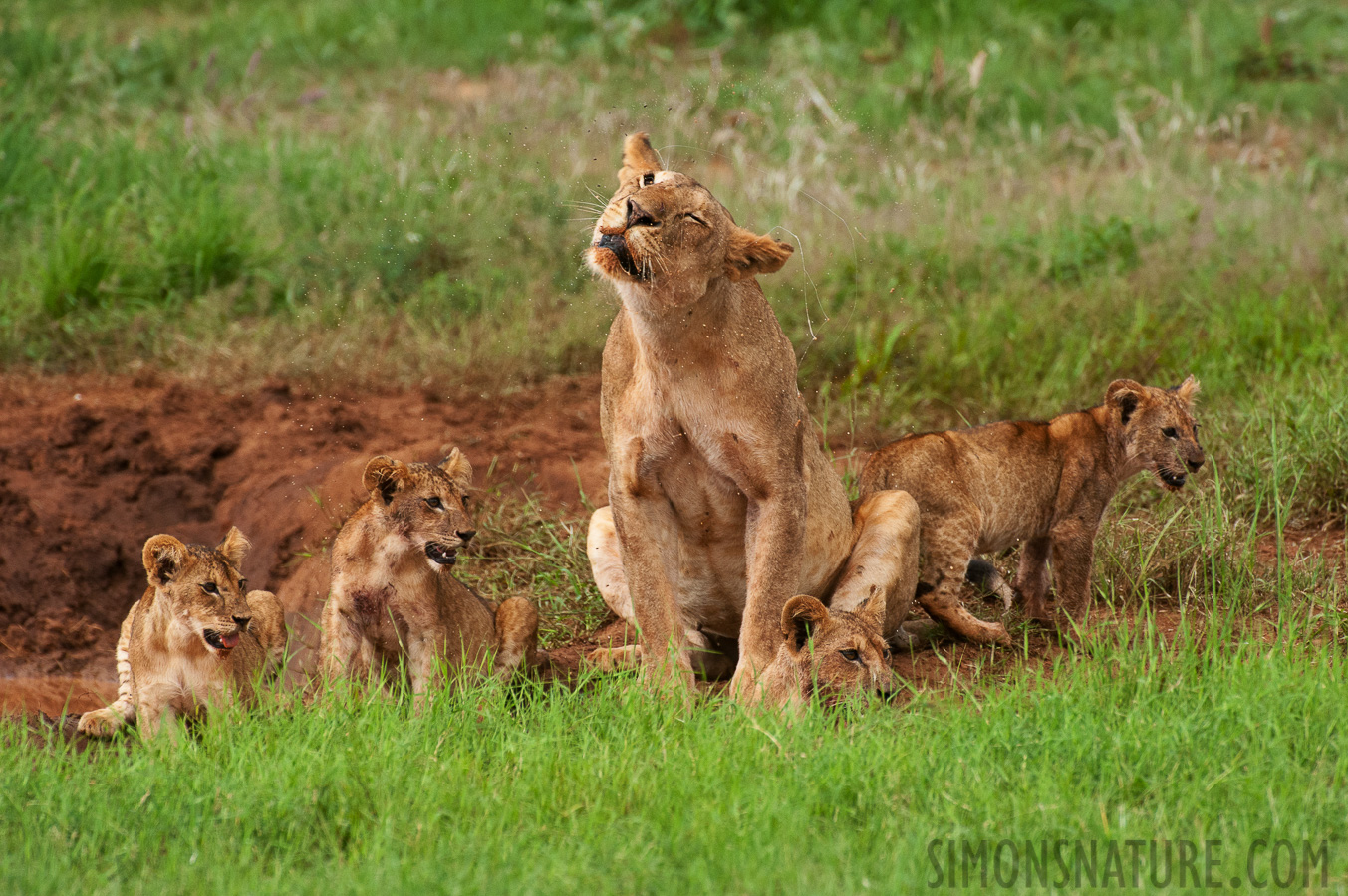 Panthera leo melanochaita [550 mm, 1/1250 sec at f / 8.0, ISO 1600]