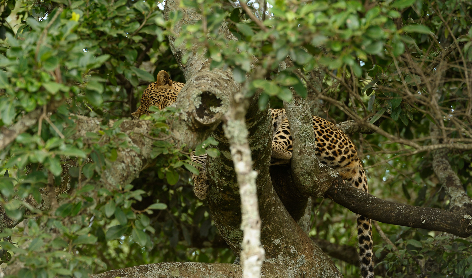 Panthera pardus pardus [400 mm, 1/50 sec at f / 6.3, ISO 500]