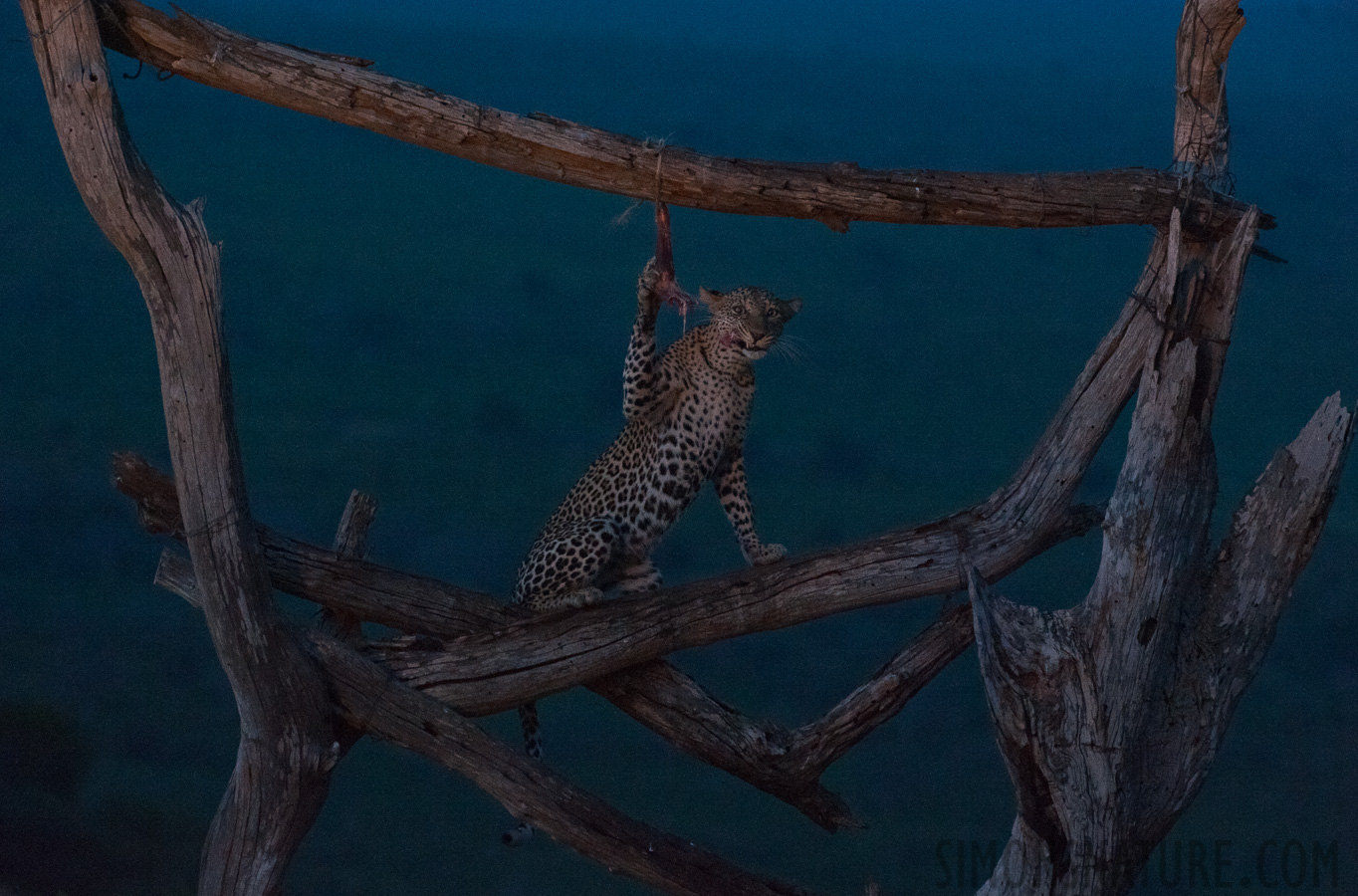 Panthera pardus pardus [280 mm, 1/25 sec at f / 6.3, ISO 4000]