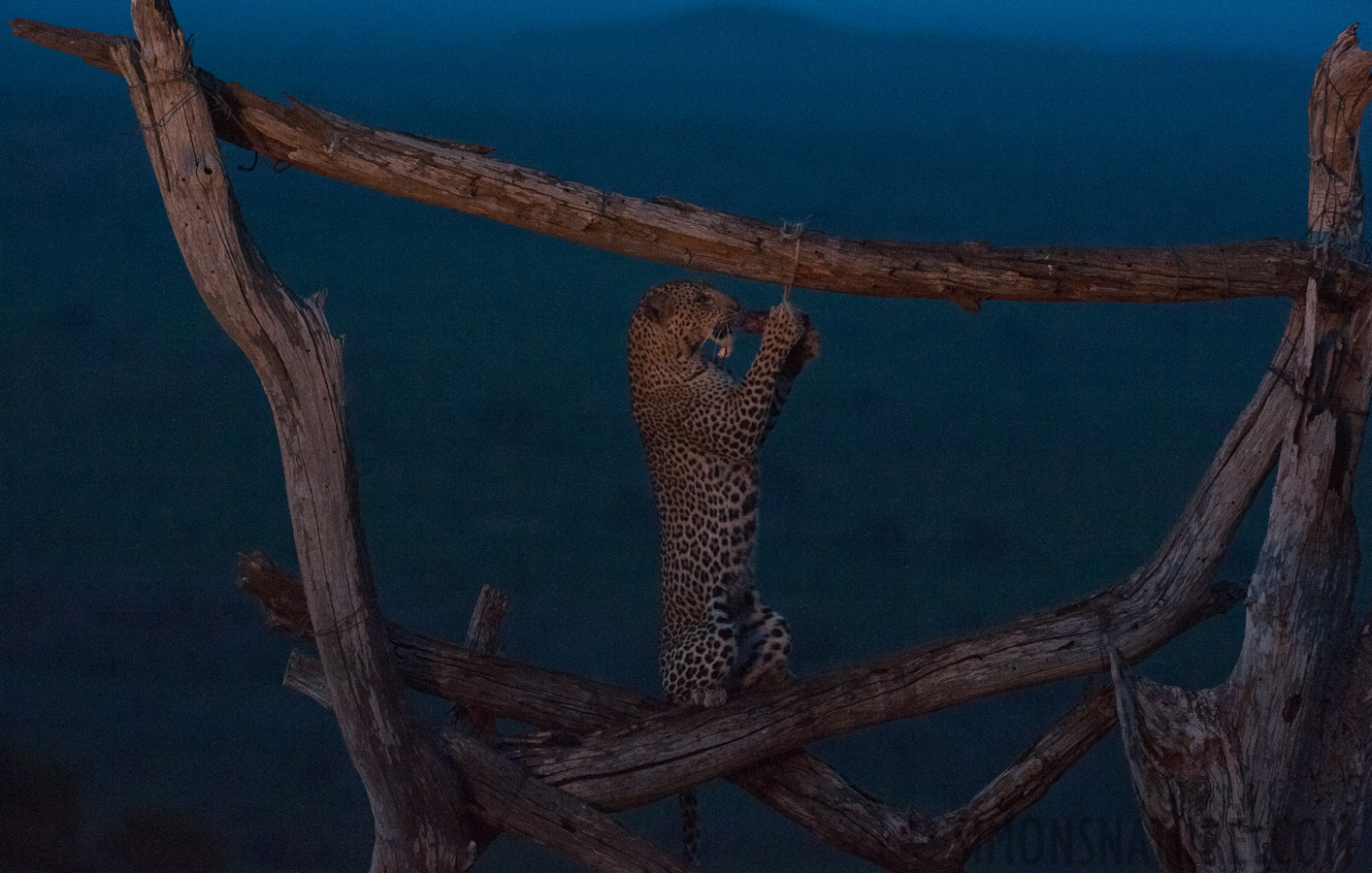 Panthera pardus pardus [280 mm, 1/25 sec at f / 6.3, ISO 4000]