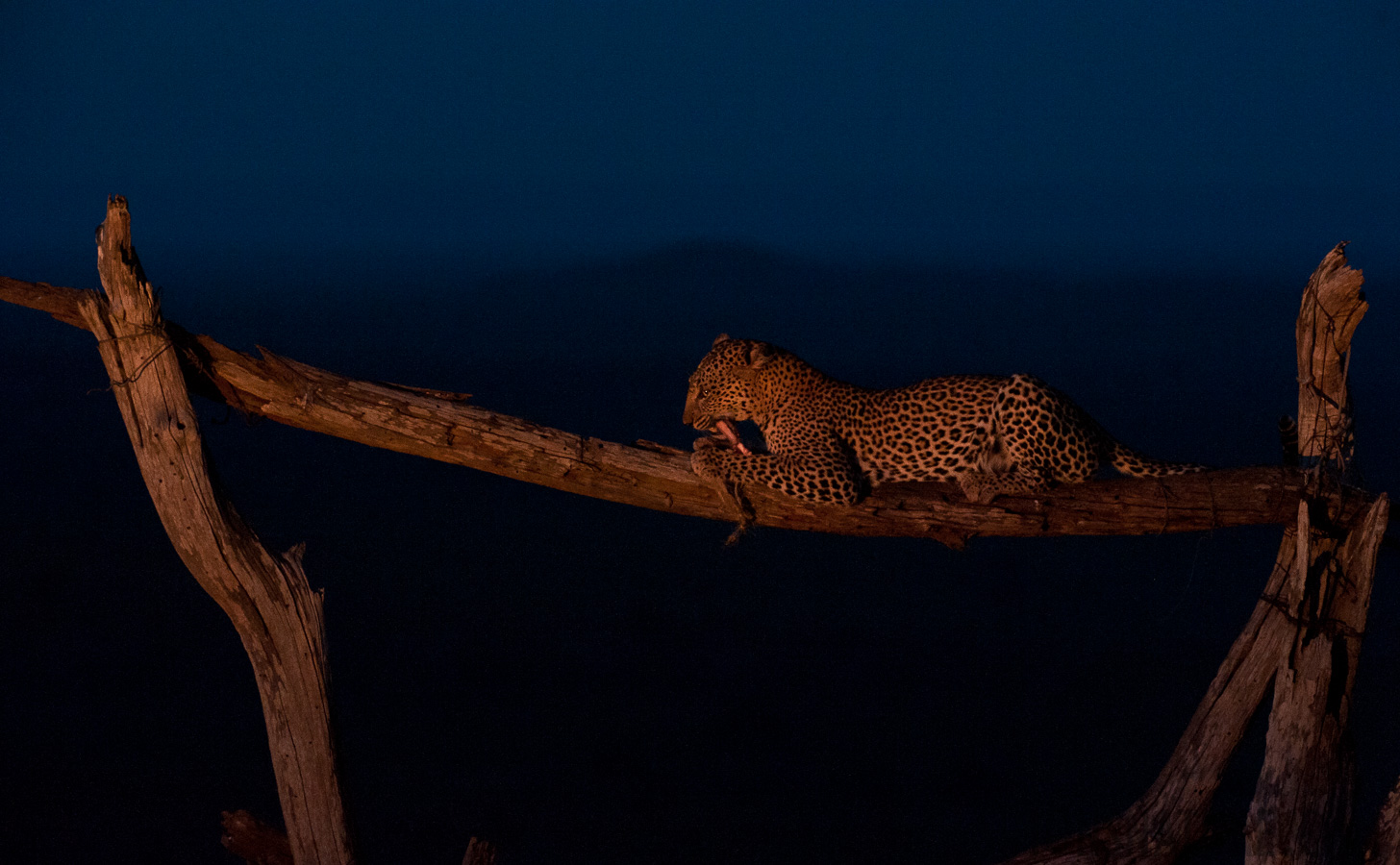 Panthera pardus pardus [280 mm, 1/13 sec at f / 6.3, ISO 4000]