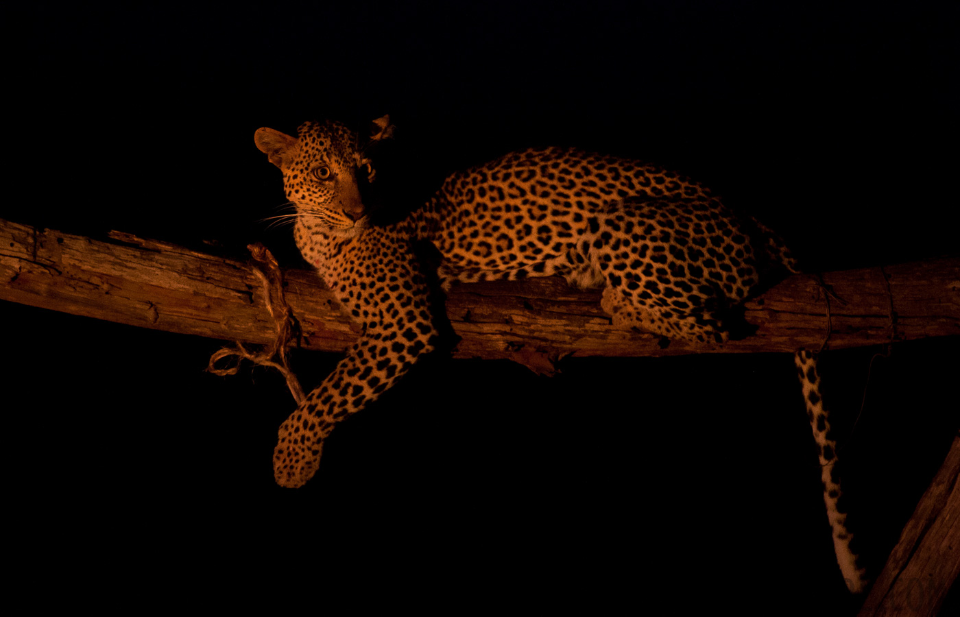 Panthera pardus pardus [550 mm, 1/8 Sek. bei f / 6.3, ISO 4000]