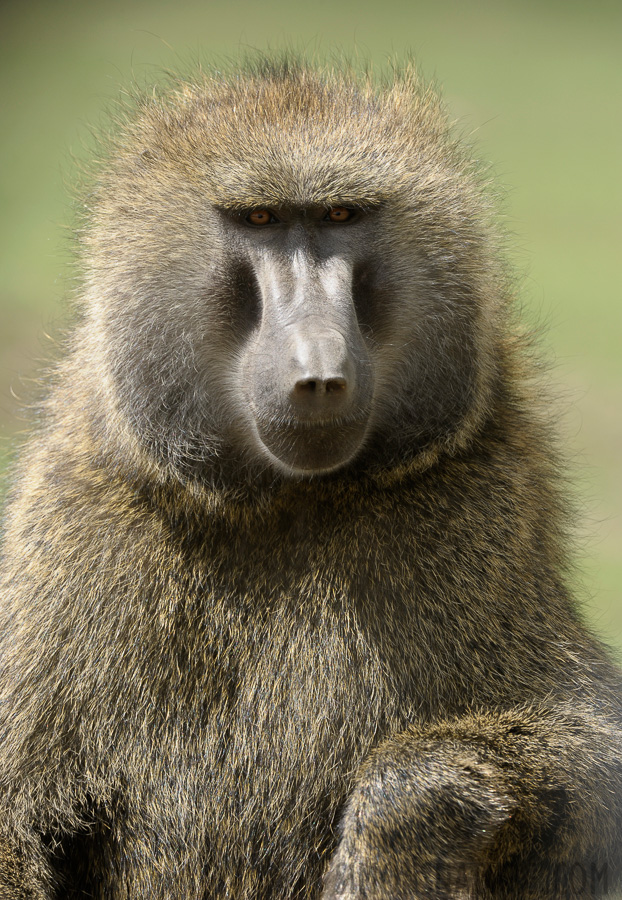 Papio anubis [400 mm, 1/250 Sek. bei f / 11, ISO 500]