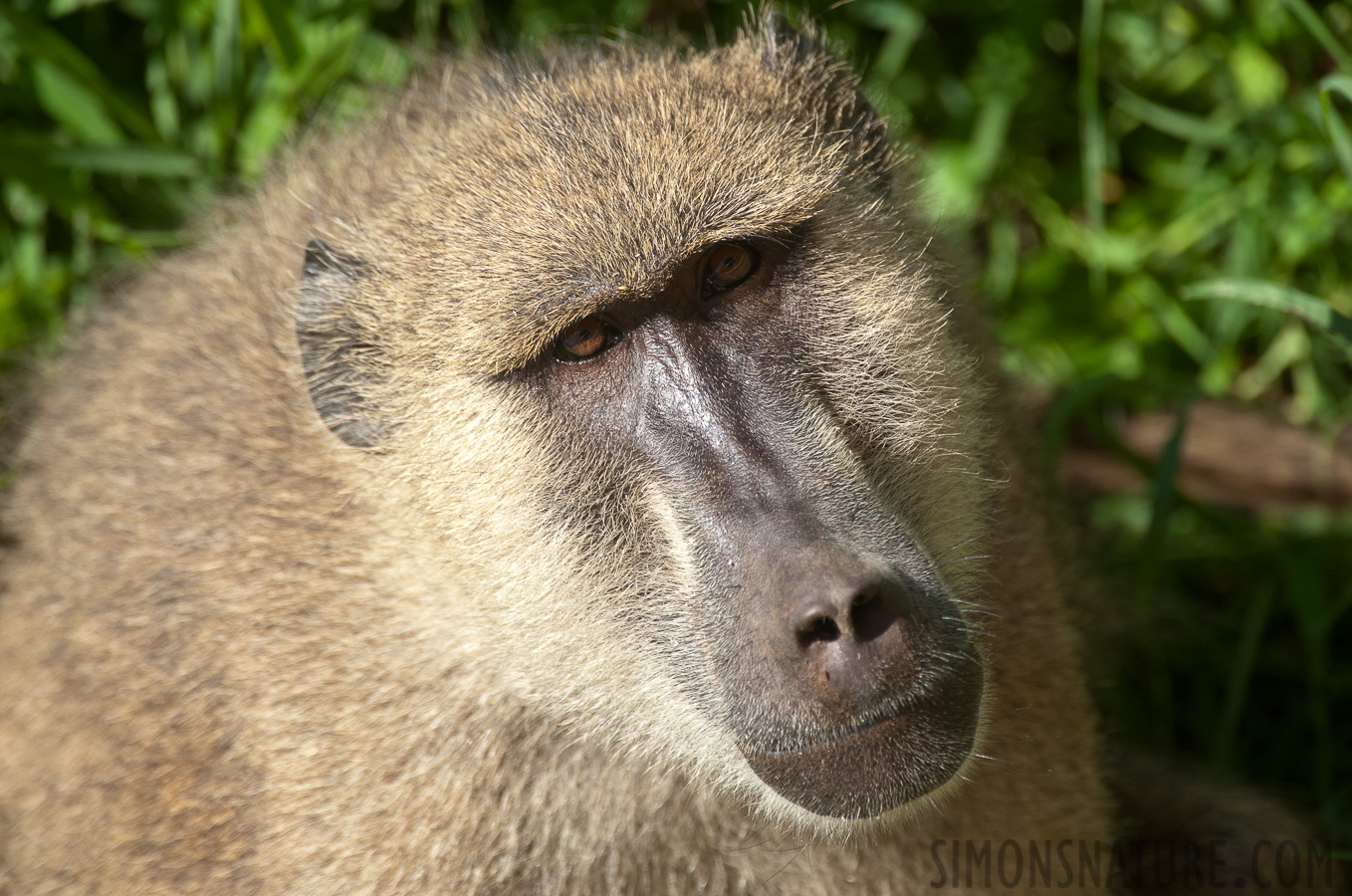 Papio cynocephalus ibeanus [550 mm, 1/1600 sec at f / 7.1, ISO 1000]