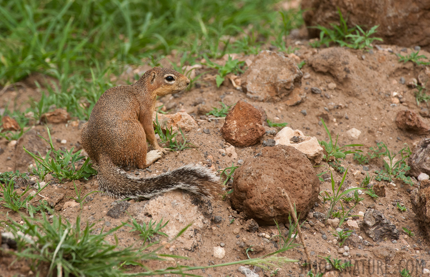 Paraxerus ochraceus [500 mm, 1/1250 sec at f / 10, ISO 1600]