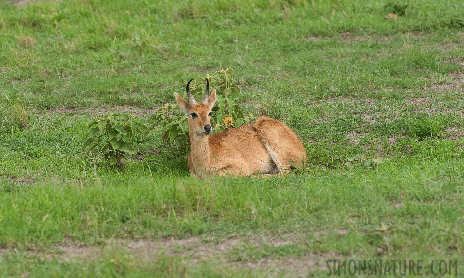 Redunca bohor [550 mm, 1/800 sec at f / 11, ISO 1600]