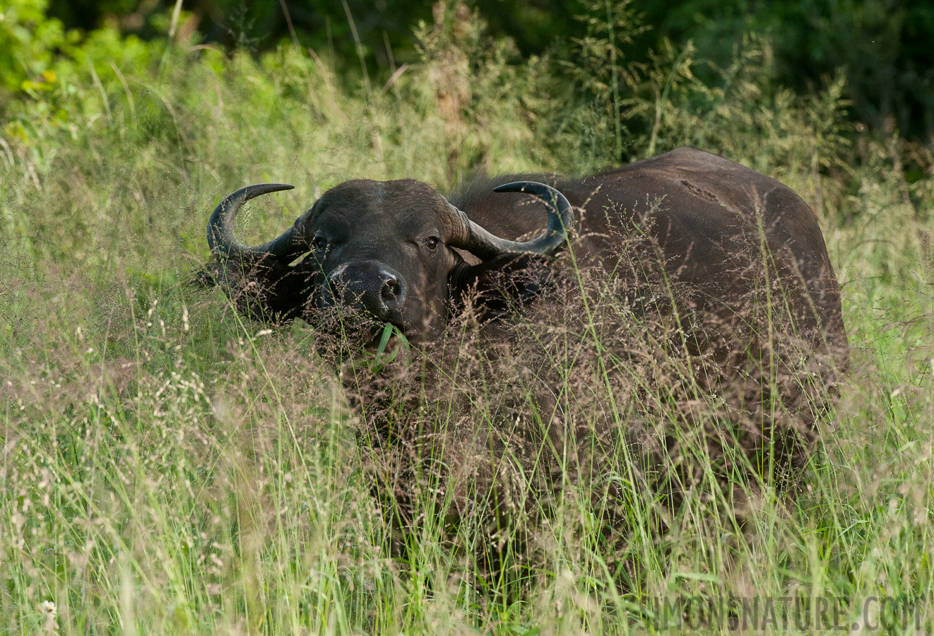 Syncerus caffer [370 mm, 1/1250 sec at f / 8.0, ISO 2500]