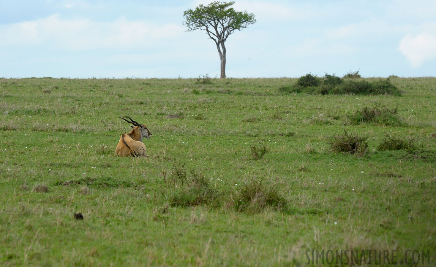 Taurotragus oryx livingstonii [400 mm, 1/320 sec at f / 10, ISO 500]