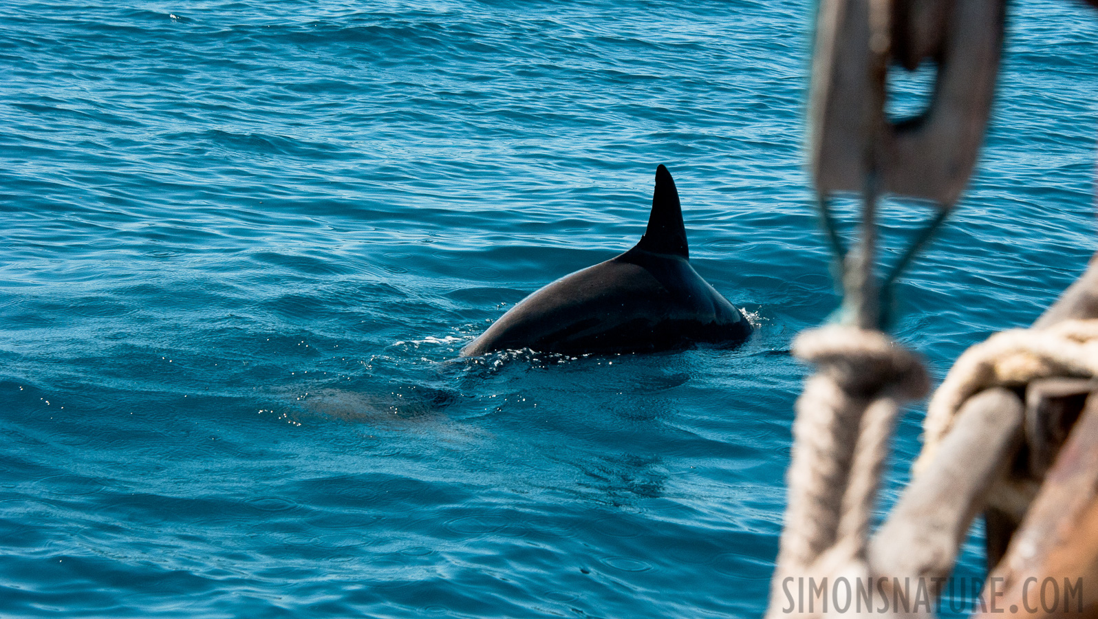 Tursiops truncatus [100 mm, 1/3200 sec at f / 10, ISO 1000]