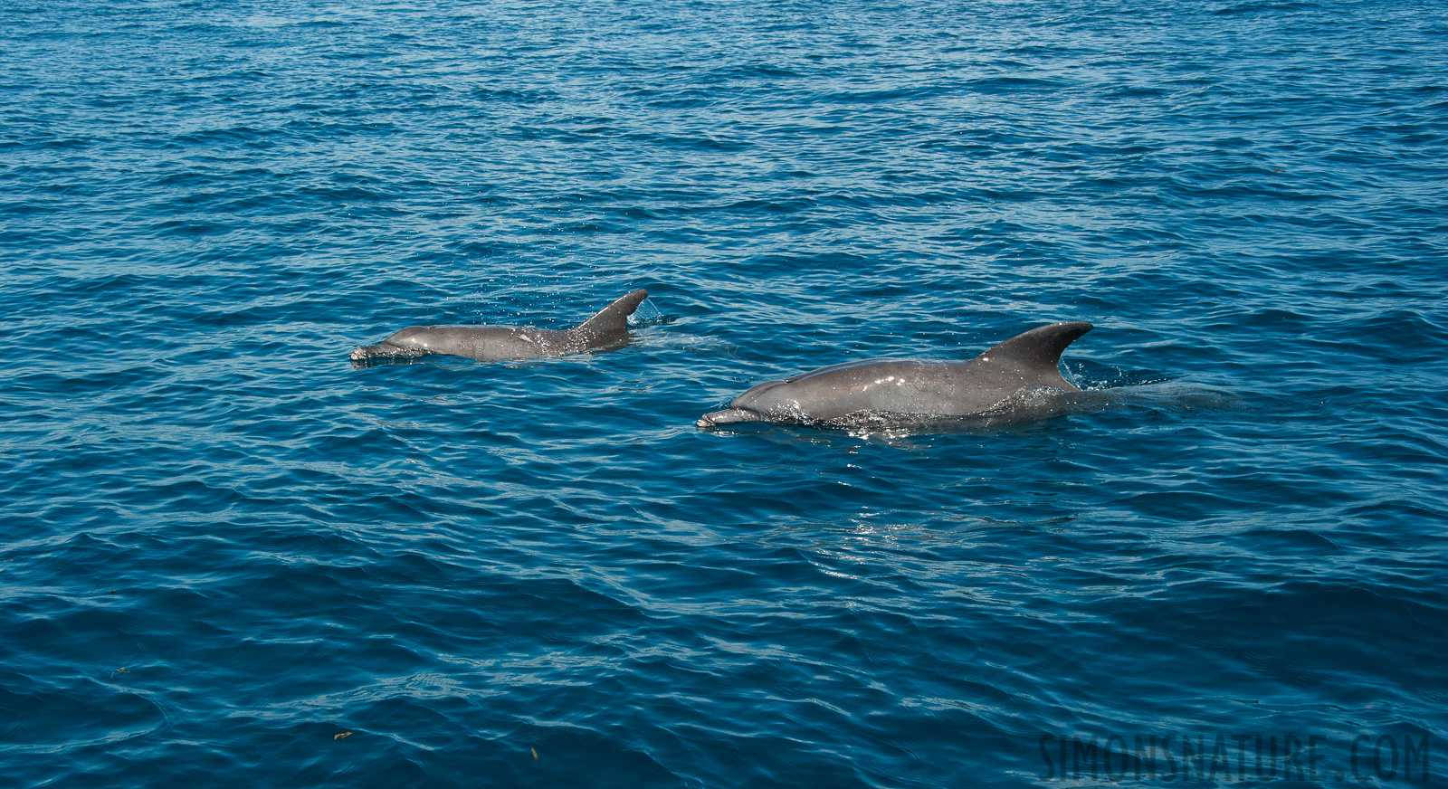 Tursiops truncatus [50 mm, 1/1250 sec at f / 10, ISO 1000]