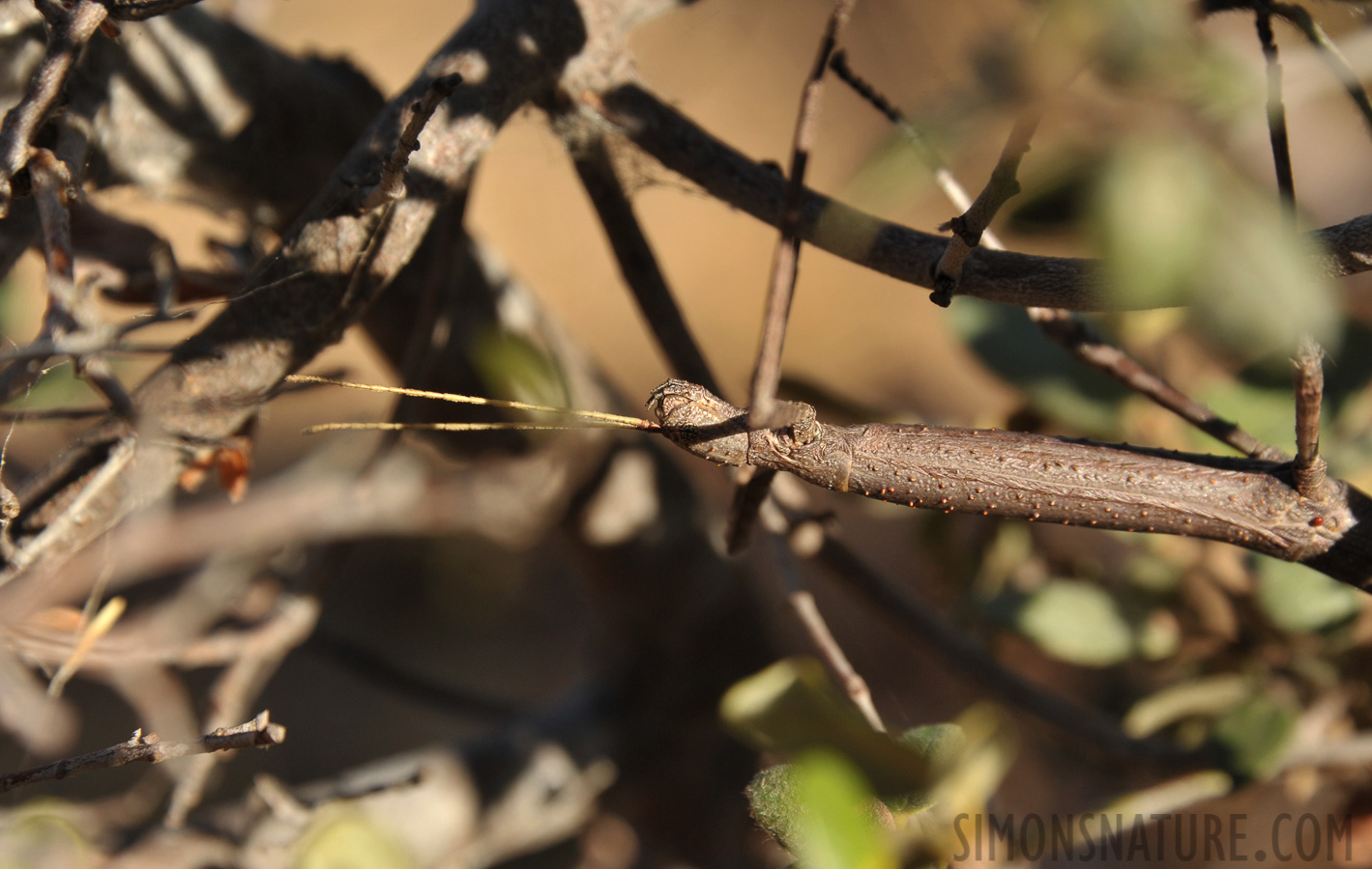 Achrioptera impennis [300 mm, 1/500 Sek. bei f / 9.0, ISO 400]