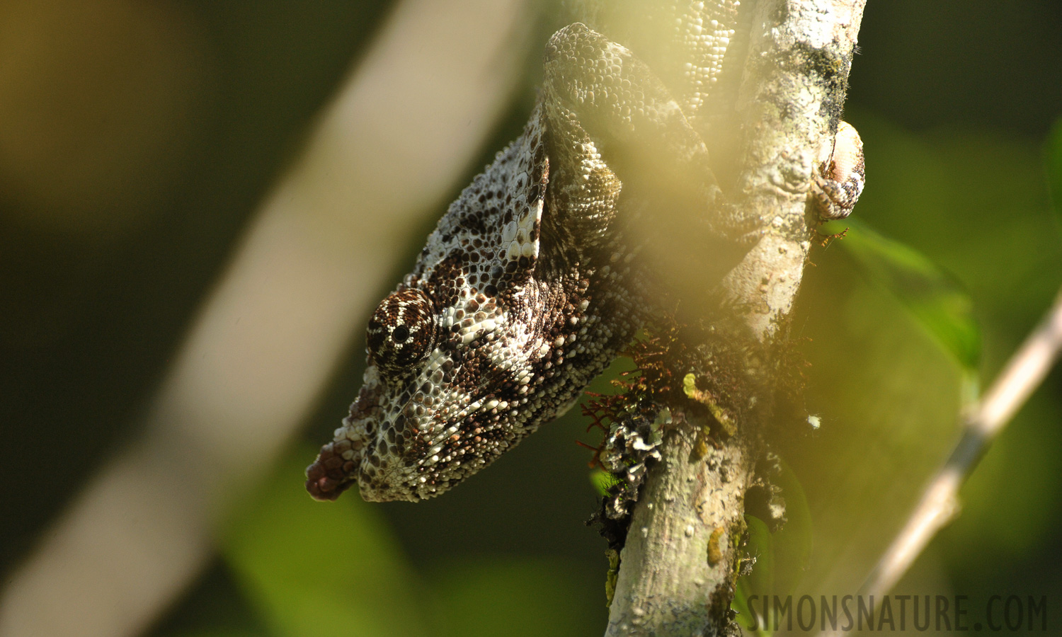 Calumma nasutum [550 mm, 1/800 sec at f / 8.0, ISO 1600]