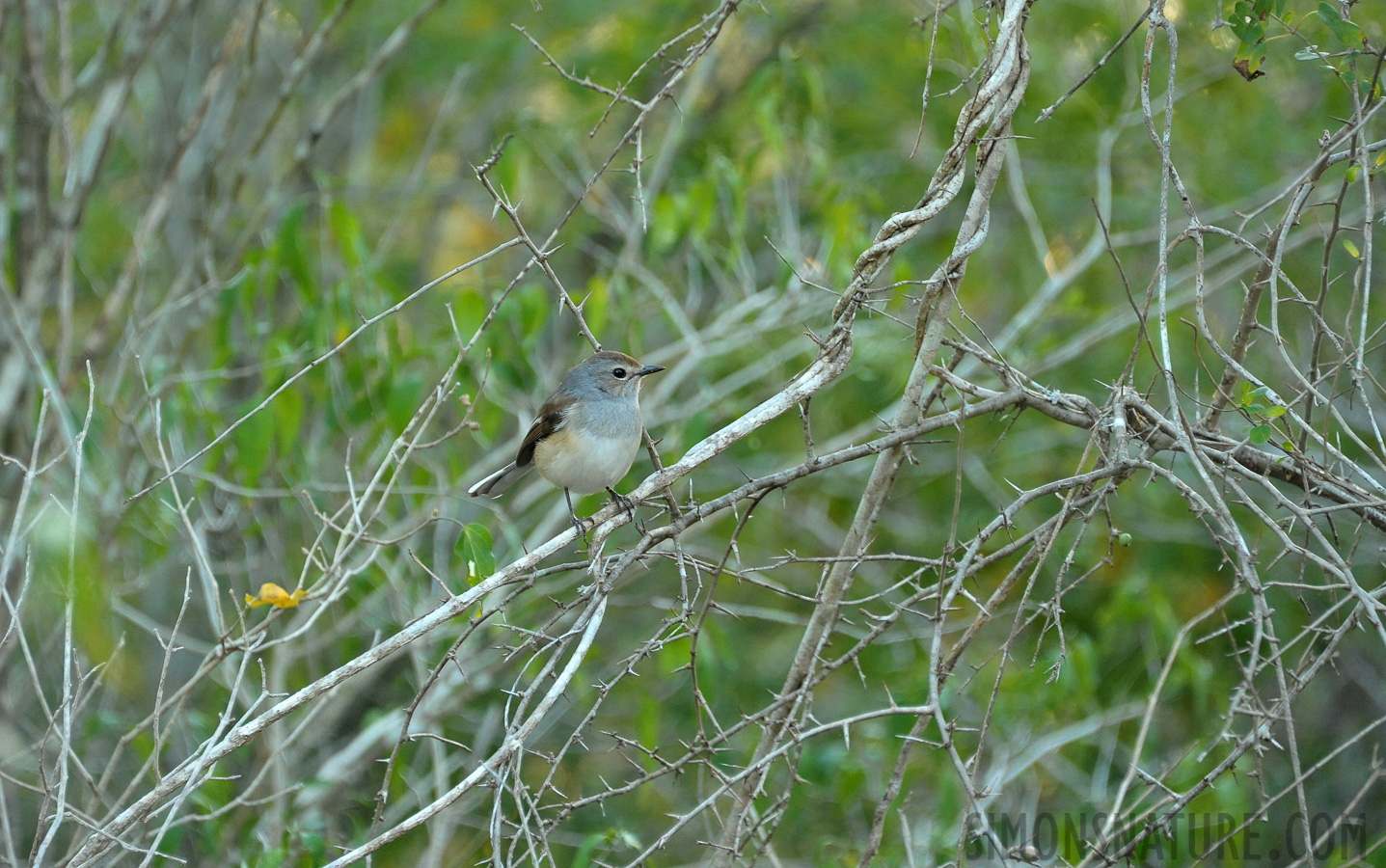 Copsychus albospecularis pica [300 mm, 1/160 sec at f / 6.3, ISO 2500]