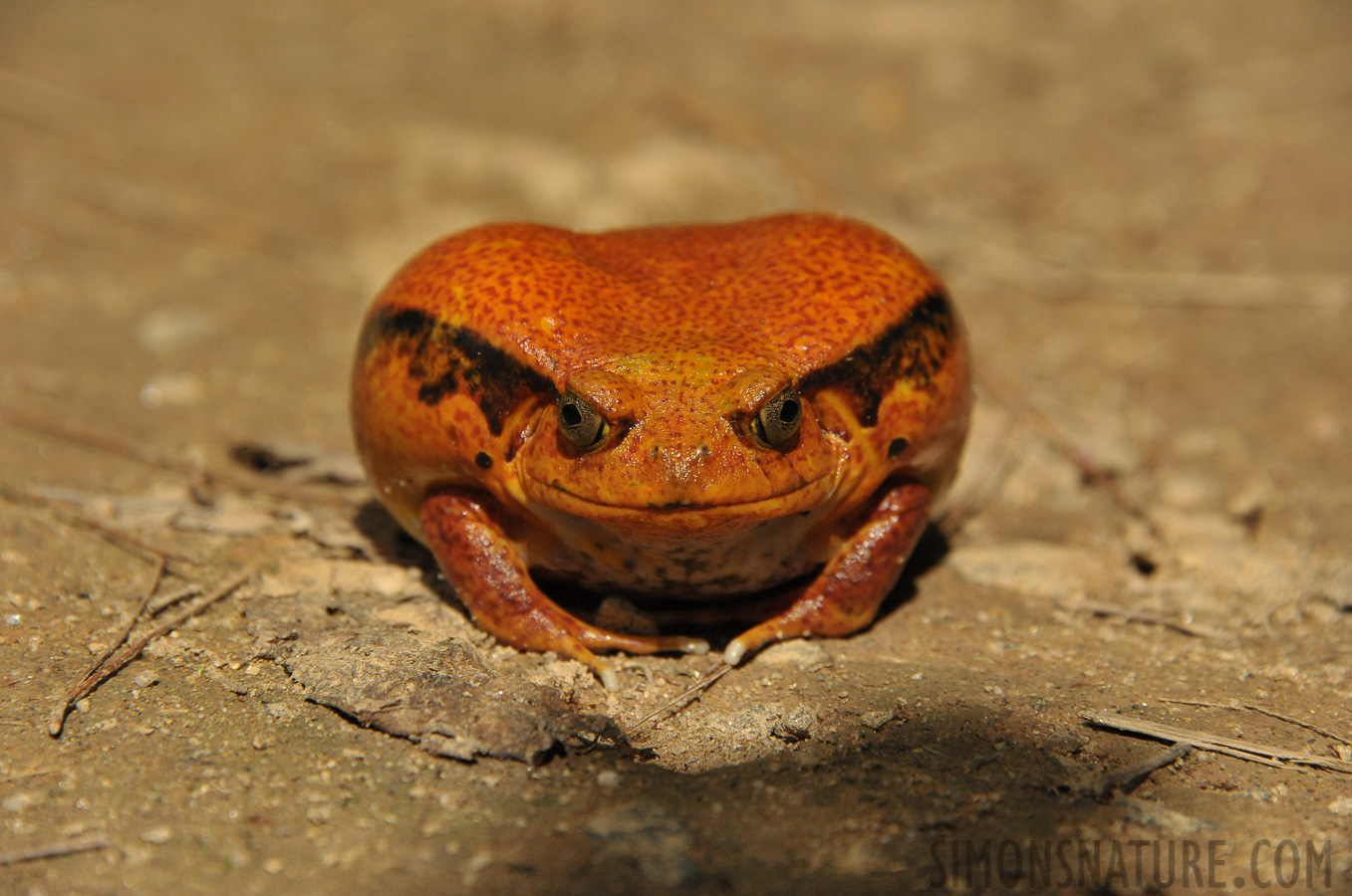 Dyscophus antongilii [300 mm, 1/5000 Sek. bei f / 8.0, ISO 2500]