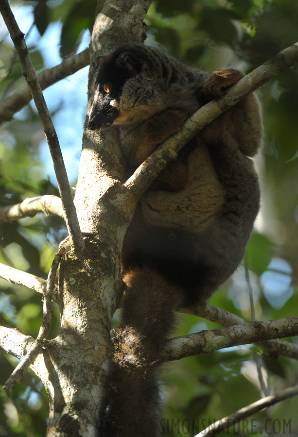 Eulemur fulvus [550 mm, 1/250 Sek. bei f / 8.0, ISO 2500]