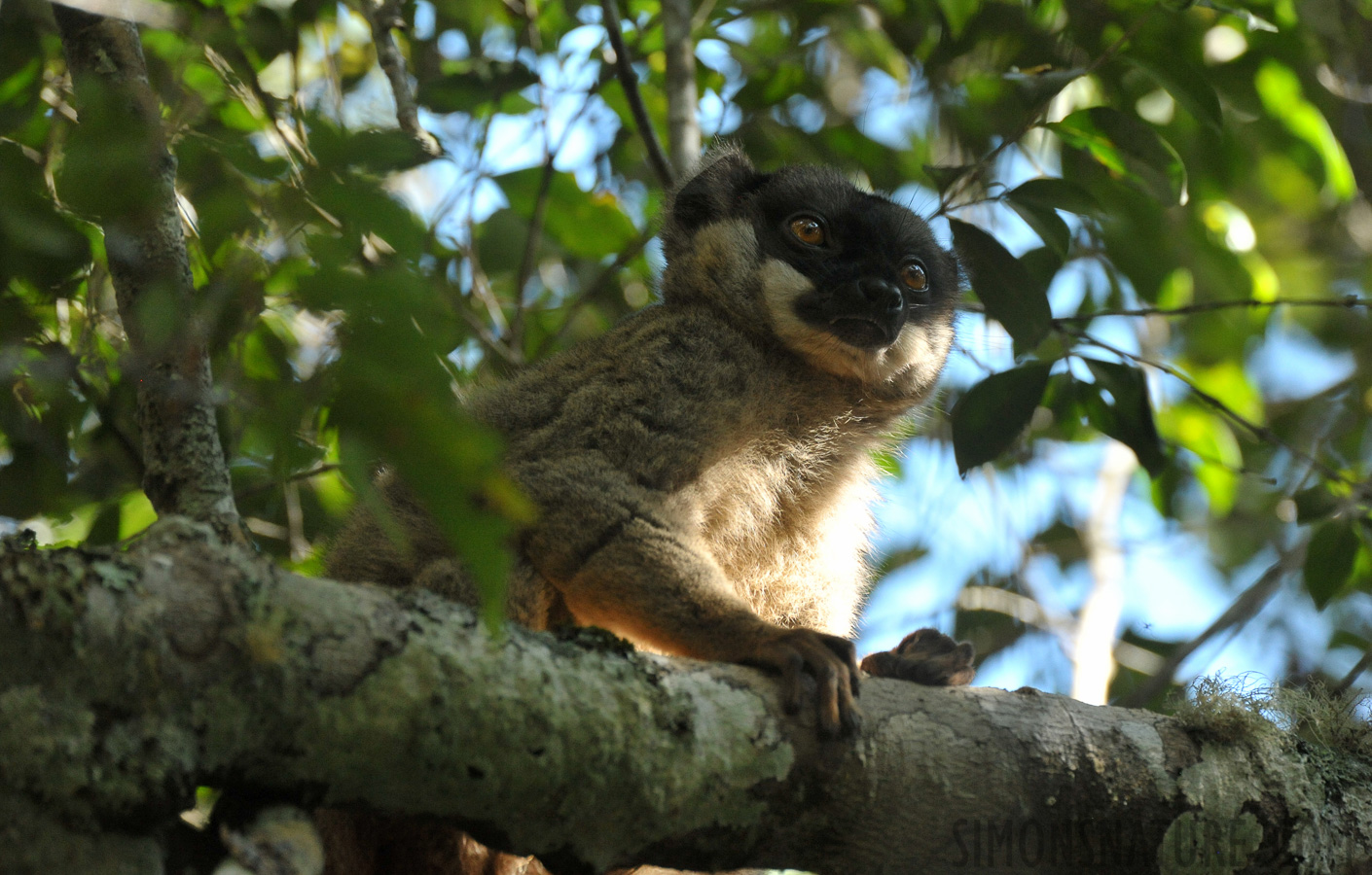 Eulemur fulvus [550 mm, 1/320 sec at f / 8.0, ISO 2500]