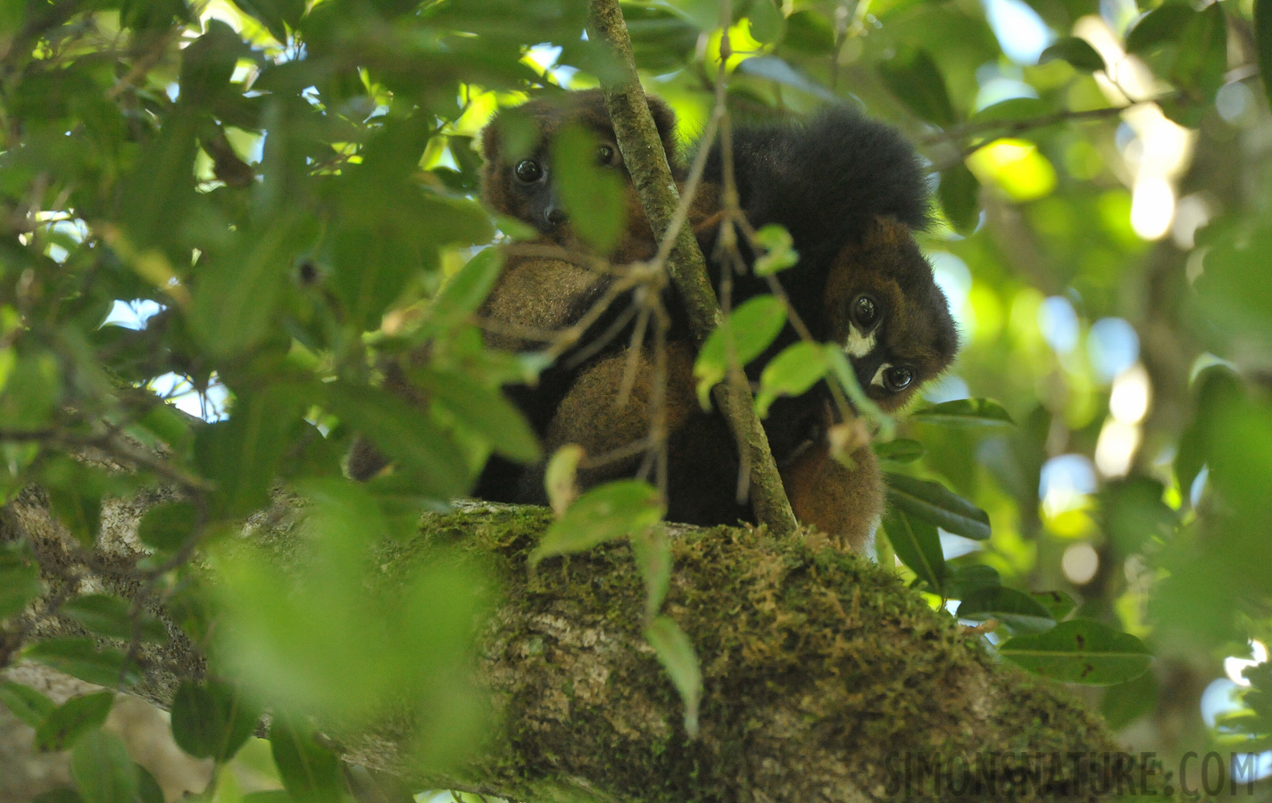 Eulemur rubriventer [550 mm, 1/160 sec at f / 7.1, ISO 4000]