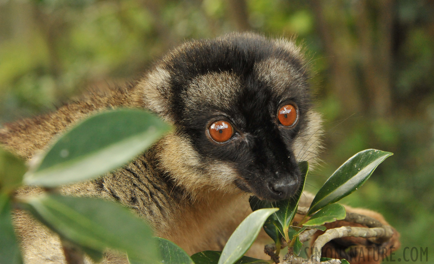 Eulemur rufifrons [125 mm, 1/250 Sek. bei f / 9.0, ISO 4000]