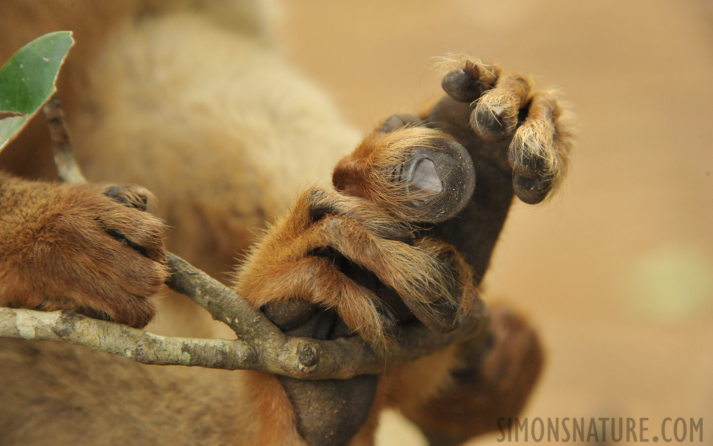 Eulemur rufifrons [300 mm, 1/320 sec at f / 9.0, ISO 4000]