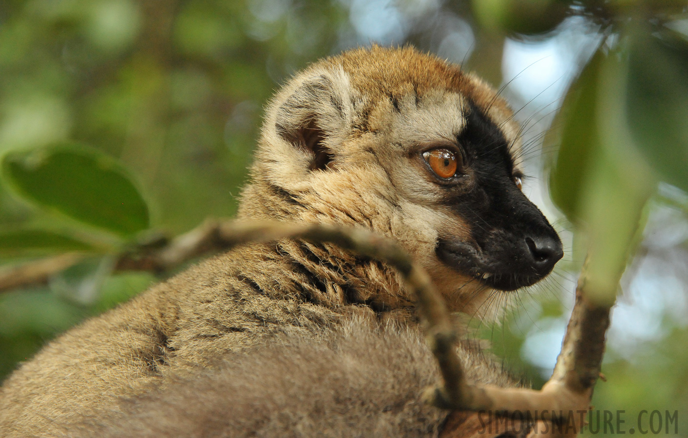 Eulemur rufifrons [300 mm, 1/400 Sek. bei f / 9.0, ISO 4000]