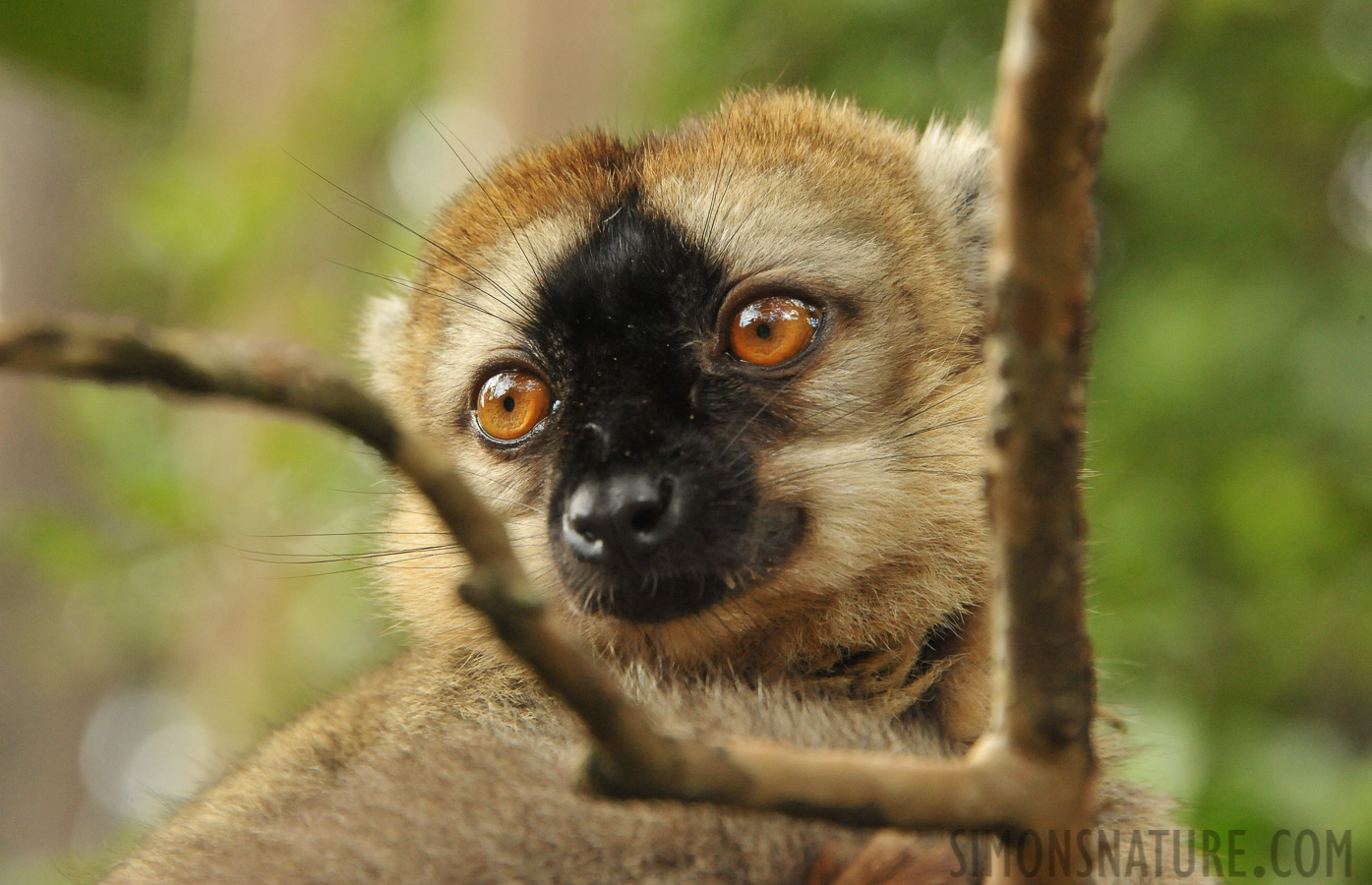 Eulemur rufifrons [300 mm, 1/320 sec at f / 9.0, ISO 4000]