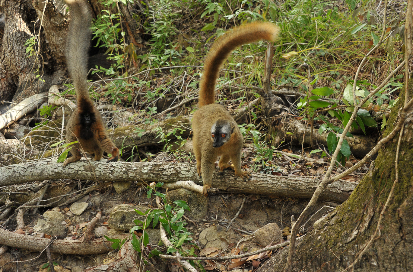 Eulemur rufifrons [40 mm, 1/80 Sek. bei f / 8.0, ISO 1600]