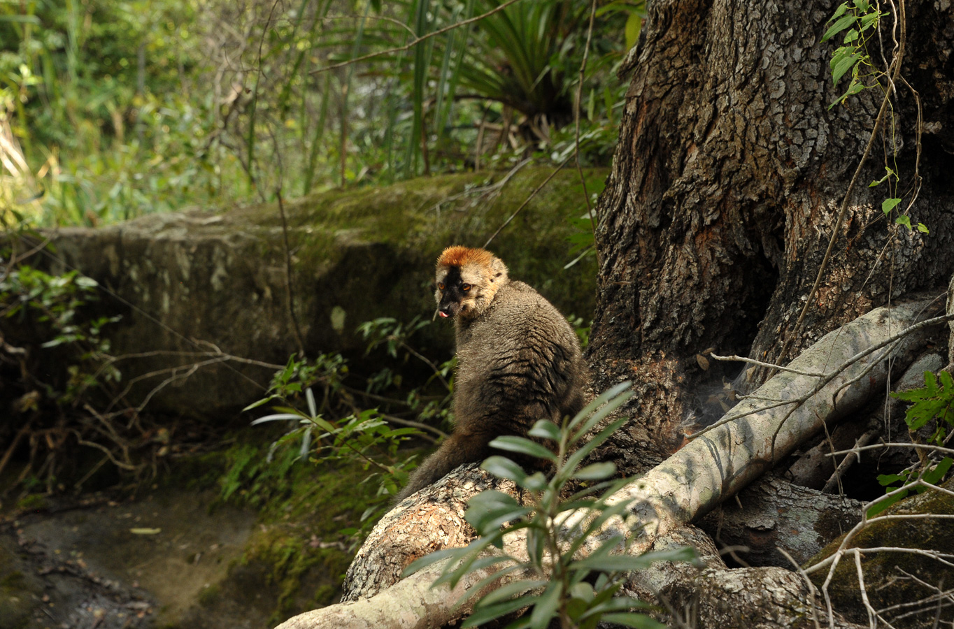 Eulemur rufifrons [105 mm, 1/160 Sek. bei f / 8.0, ISO 1600]