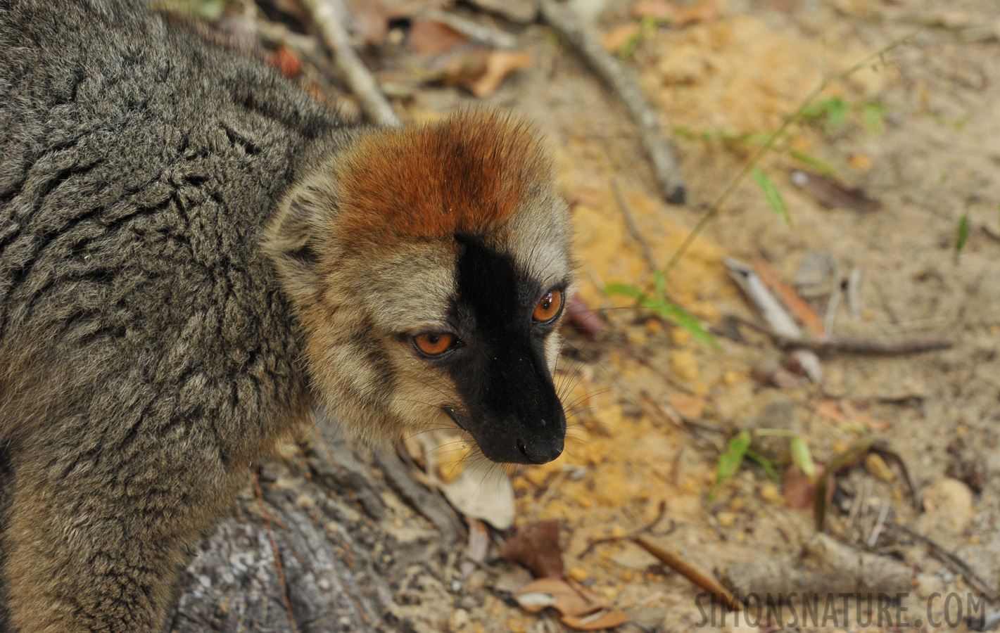 Eulemur rufifrons [78 mm, 1/100 sec at f / 8.0, ISO 1600]