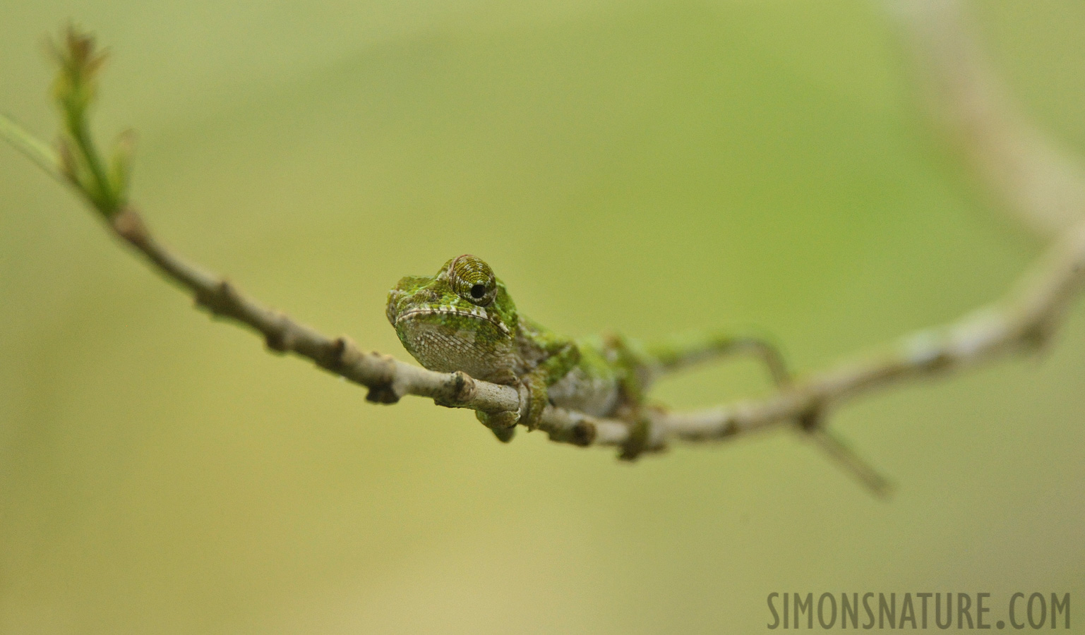 Furcifer balteatus [550 mm, 1/250 sec at f / 8.0, ISO 3200]