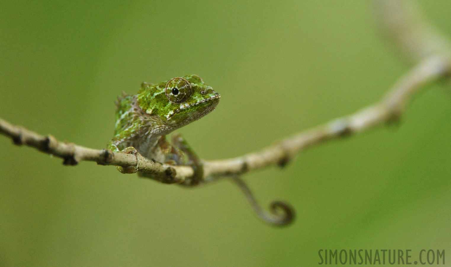 Furcifer balteatus [550 mm, 1/250 Sek. bei f / 8.0, ISO 4000]