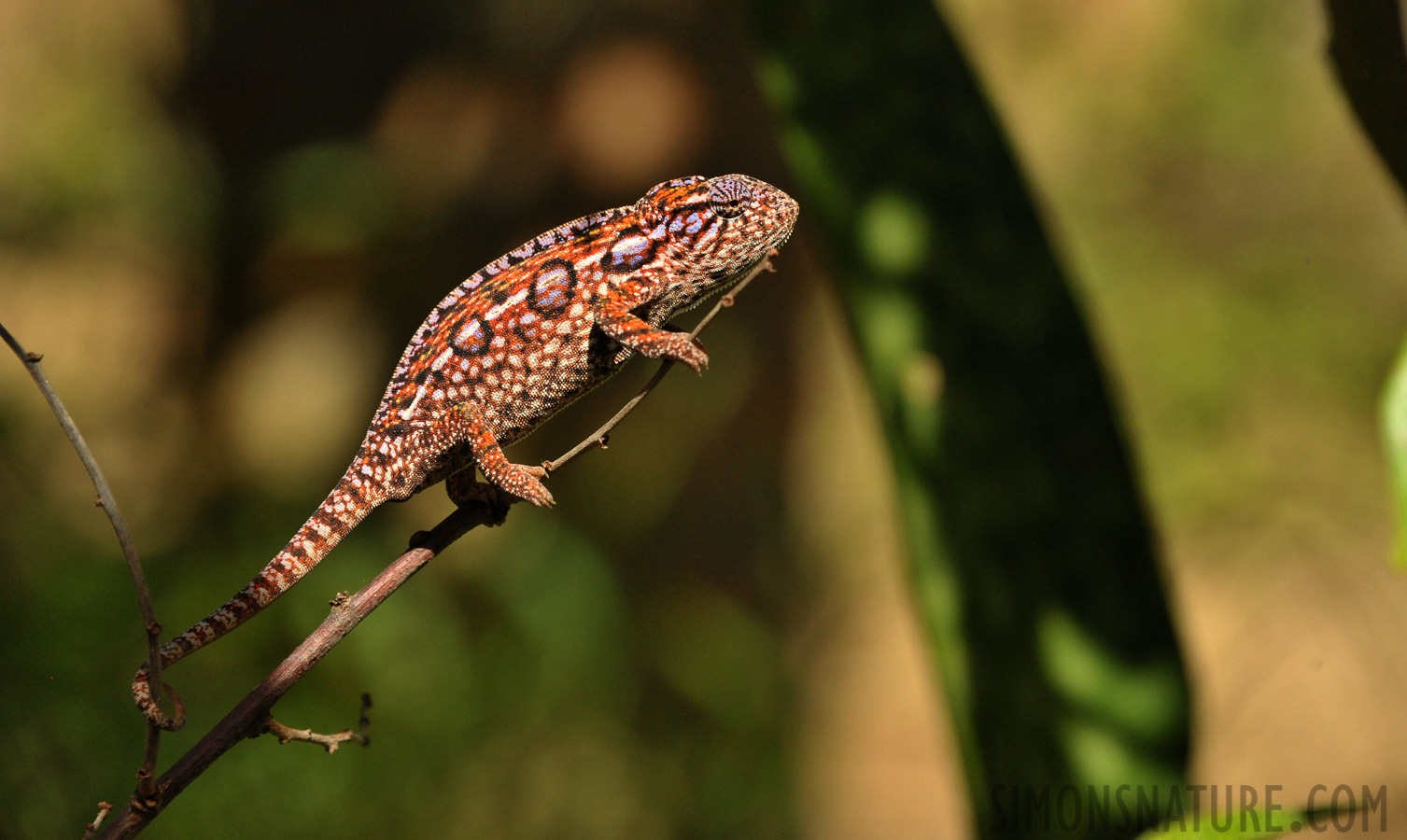 Furcifer lateralis [300 mm, 1/2500 Sek. bei f / 8.0, ISO 2500]