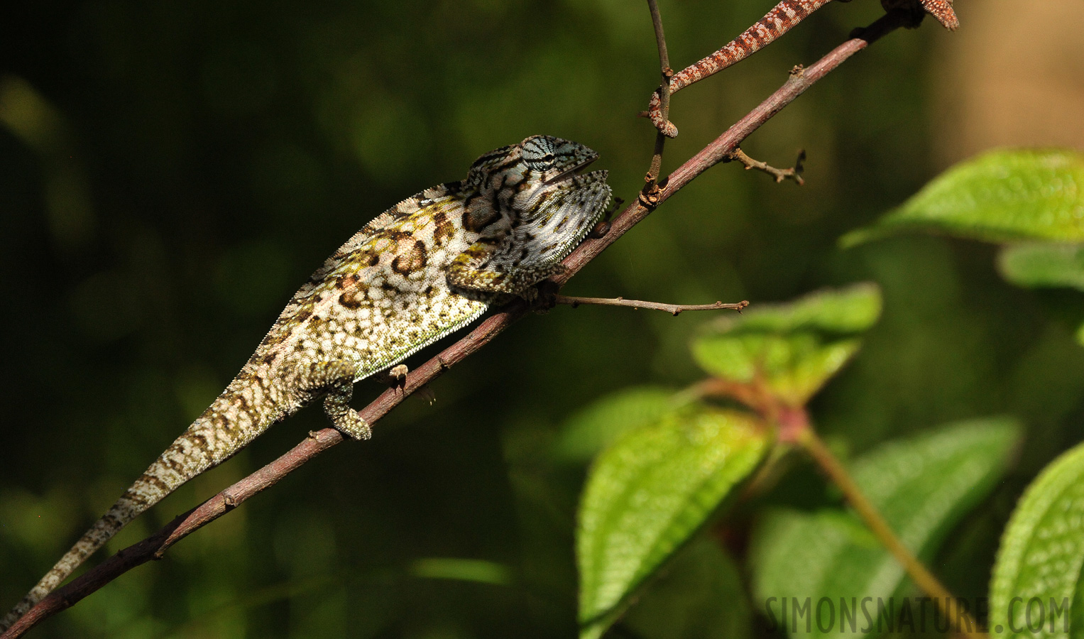 Furcifer lateralis [300 mm, 1/3200 Sek. bei f / 8.0, ISO 2500]