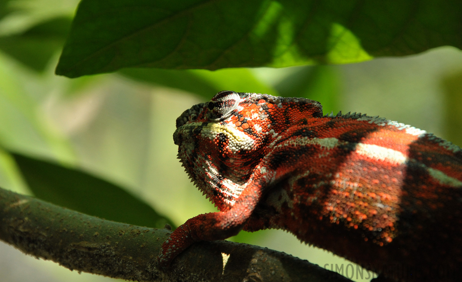 Furcifer lateralis [300 mm, 1/800 sec at f / 8.0, ISO 2500]